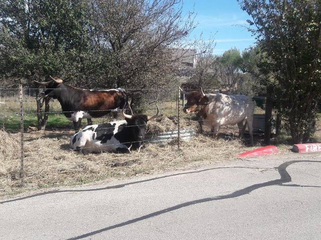 Georgetown Living II